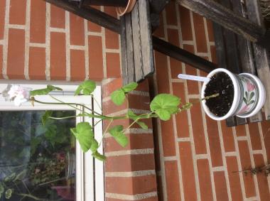 Billede af plante