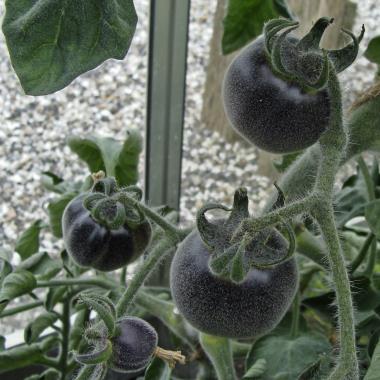Billede af plante