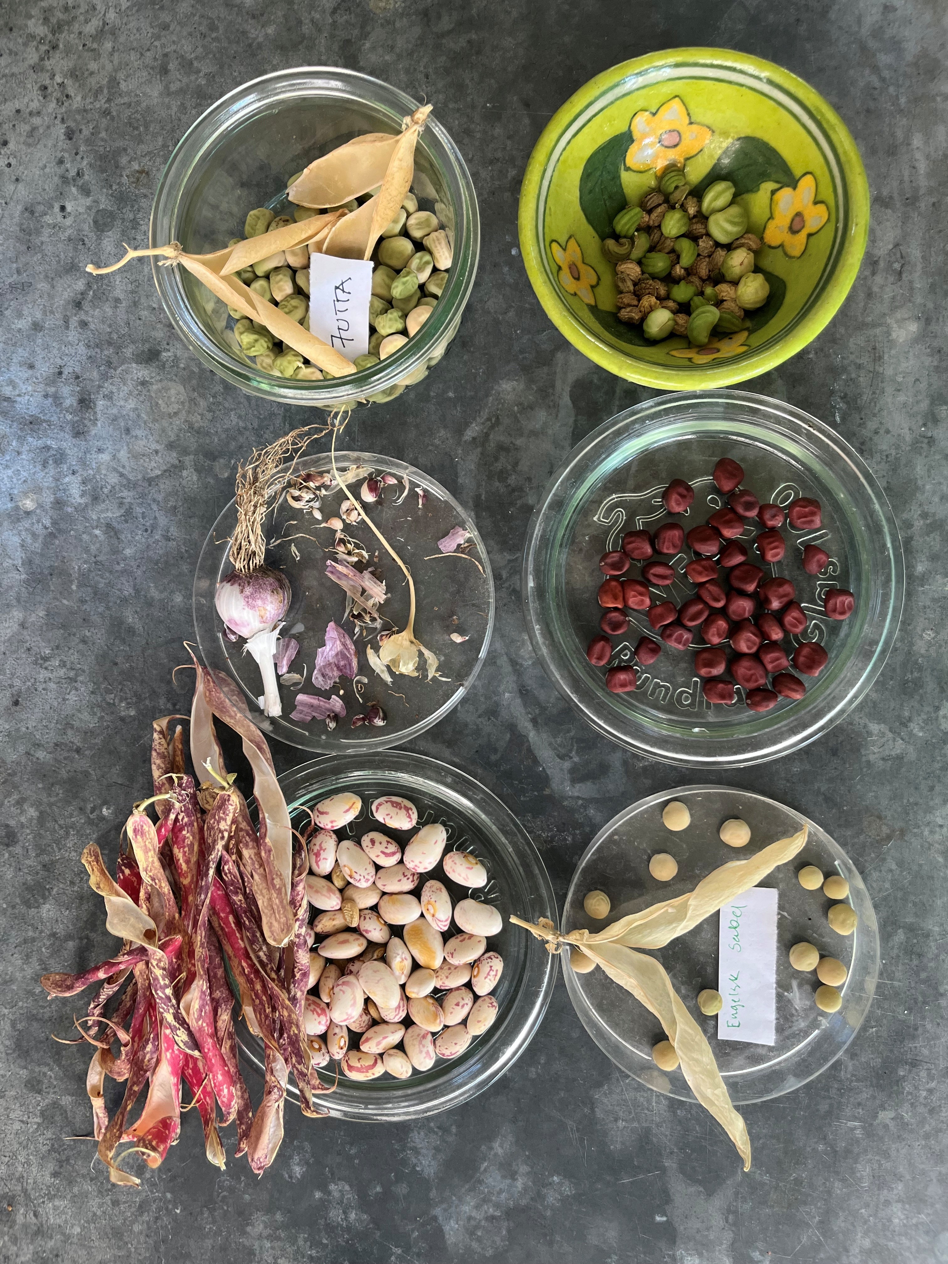 Mere end 240 organisationer opfordrer medlemsstaterne til at beskytte og fremme den dyrkede biodiversitet