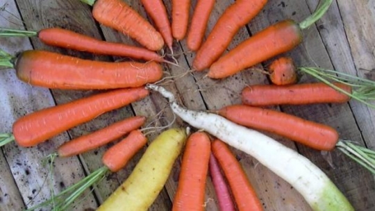 Gulerødders mangfoldighed -- Foto:Brian Krause