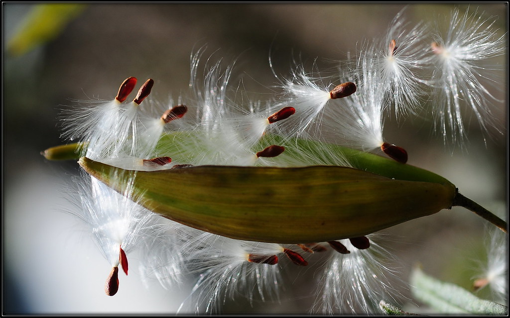 seeds of milkweed spreadingnt
